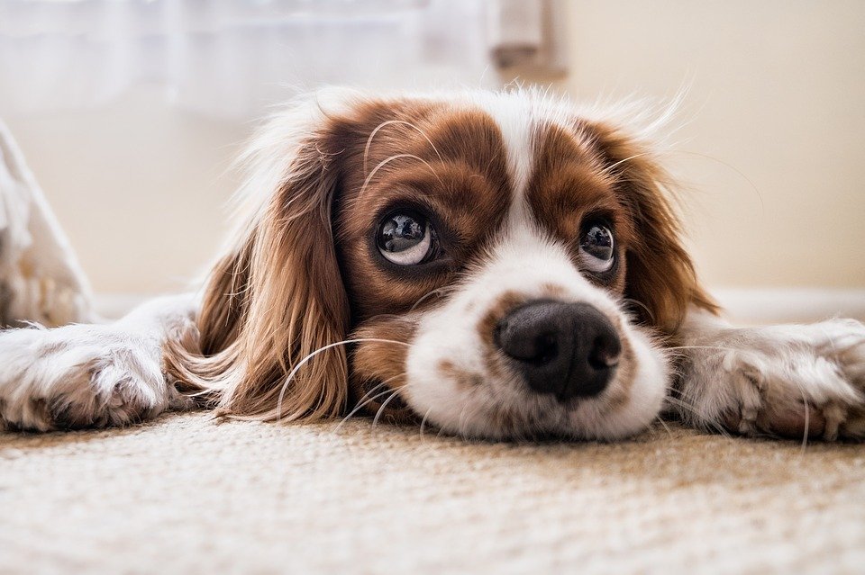 Cocker Spaniel, Filhote De Cachorro, Bicho De Estimação